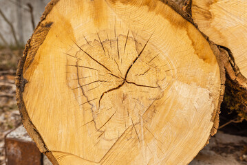 Naklejka premium Wooden background.Closeup of round slice of tree with annual rings and cracks. Natural organic texture. Flat surface. Close-up view of yellow tree log cut end. Round cut tree.Macro wood cross section.