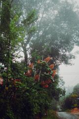 Fototapeta premium fog dense forest