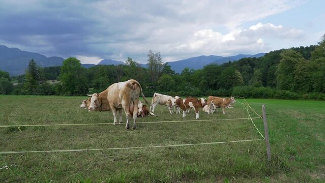Cows eating grass on a field on the countryside