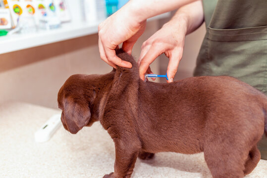 Cute labrador puppy dog getting a vaccine at the veterinary doctor.Dog standing on the examination table at a clinic.