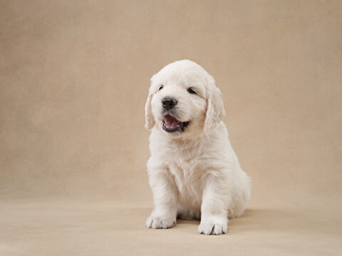 sweet puppies on a beige background. Golden Retriever in the studio. cute dog
