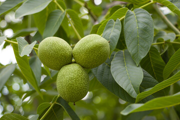 Fototapeta premium Three green walnuts. Walnut. Green fruits of a walnut. Ripening walnut fruit. Harvesting.