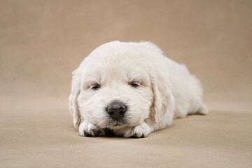 sweet puppies on a beige background. Golden Retriever in the studio. cute dog