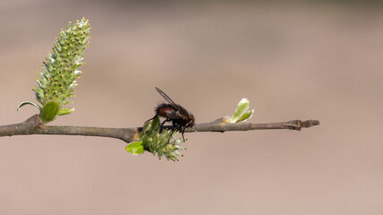 Gonia divisa - Rhedia bombylans