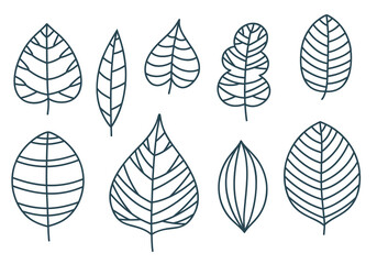 Set of decorative leaves. Dark lines vector design elements.
