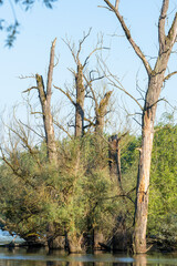 Karlsruhe, Stimmung am Altrhein, Naturschutzgebiet Pfeifersgrund.