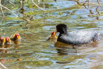 Blässhuhn (Fulica atra) mit Küken.