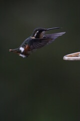 Fototapeta premium Maravillosos pájaros. Colibrís de hermosos colores.