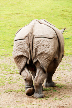 Rhino 