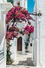 Streets of village of Pyrgos with Cycladic houses and the Bougainvillea flowers tree on Tinos island, Cyclades, Greece