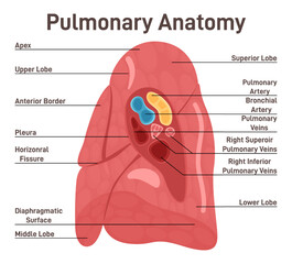 Lungs anatomy. Respiratory system main organ structure. Anatomy of human