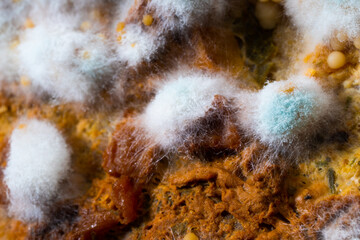 Multicolored mold on a food surface. Close-up of colorful growth mustiness mushrooms on a food. Green mold Penicillium expansum. Selective focus