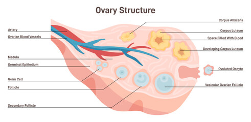 Female reproductive system. Anatomy of ovary and follicle. Ovum maturing