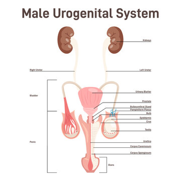 Male urogenital anatomy. Kidneys, bladder, penis and testiculars.