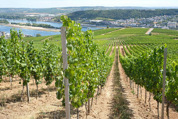 Fototapeta na wymiar View over the vineyards in the beautiful town of Rüdesheim am Rhein, Germany