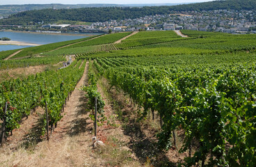 Fototapeta na wymiar View over the vineyards in the beautiful town of Rüdesheim am Rhein, Germany
