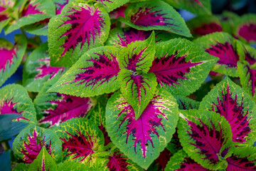 Selective focus of colourful leaves of Coleus scutellarioides in the garden, Coleus is a former genus of flowering plants in the family Lamiaceae, Nature greenery background.