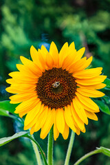 Close-up of a distinctive sunflower with a bumblebee collecting nectar