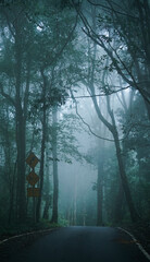 Rural road through evergreen forest in a fog