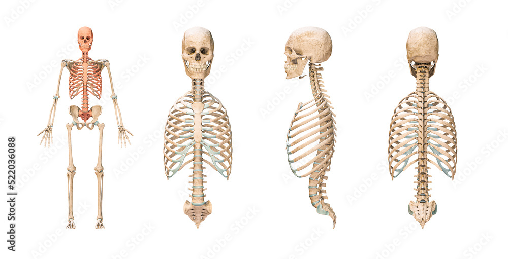 Wall mural accurate axial bones of human skeletal system or skeleton isolated on white background 3d rendering 