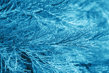 Winter spruce b ranches with snow falling. Snow winter abstract background.