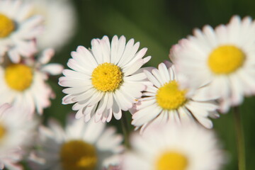 G&auml;nsebl&uuml;mchenwiese