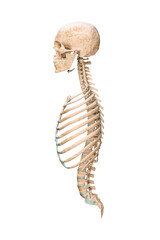 Naklejka premium Accurate lateral or profile view of axial bones of human skeletal system or skeleton isolated on white background 3D rendering illustration. Anatomy, medical, osteology healthcare, science concept.