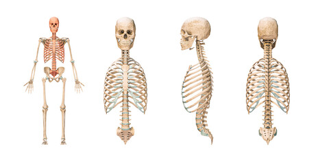Accurate axial bones of human skeletal system or skeleton isolated on white background 3D rendering illustration. Anterior, lateral and posterior views. Anatomy, medical, osteology, science concept.