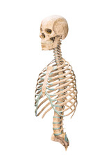 Accurate three-quarter anterior or front view of axial bones of human skeletal system or skeleton isolated on white background 3D rendering illustration.  Anatomy, medical, osteology, science concept.
