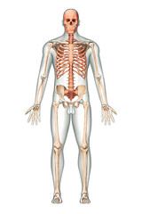 Anterior or front view of accurate axial bones of human skeletal system or skeleton with male body contours isolated on white background 3D rendering illustration. Anatomy, science, osteology concept.