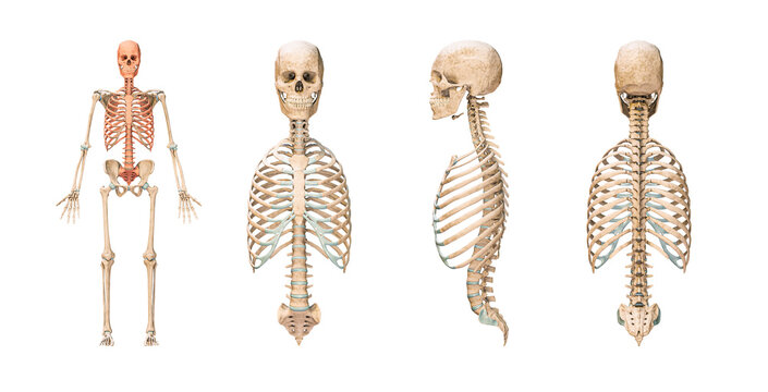 Axial Skeleton  Learn Skeleton Anatomy