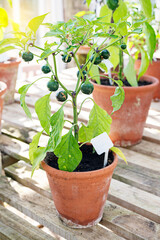 Purple cherry tomato plant with ripe and tasty tomatoes growing in Asby Castle greenhouse