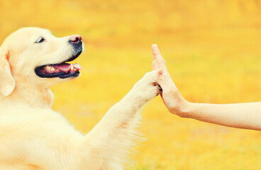Golden Retriever dog giving paw to hand high five owner woman outdoors training in autumn park
