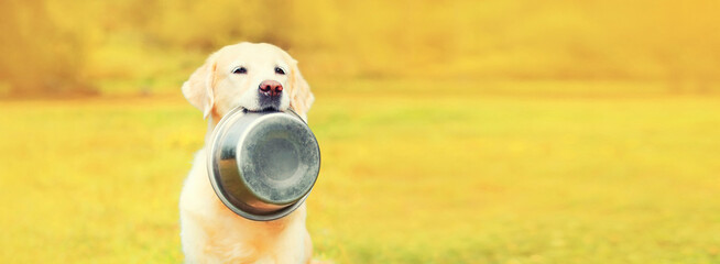 Portrait of Golden Retriever dog holding in her teeth bowl in autumn park