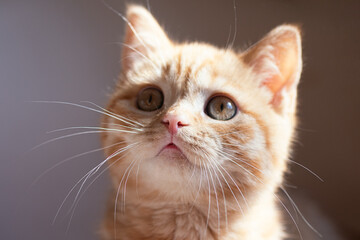 Closeup photography of ginger kitten on grey background.Selective focus. © Bidzilya