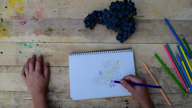 Kid draws a grape from nature. Children's hand with colored pencil makes painting. Still life with fruit.Top view.