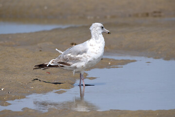 Möwe am Strand