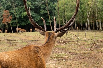 A deer in the forest looking at its herd