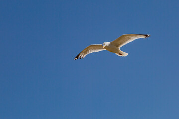 Fototapeta na wymiar Looking up at a seagull with spread wings against a blue sky