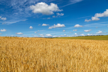 A rural Sussex landscape with a field of golden cereal crops, on a sunny day in summer