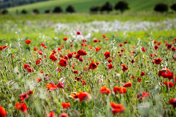 Poppies growing in the early summer sunshine, with selective focus