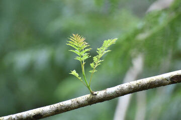 new plant on branch of tree