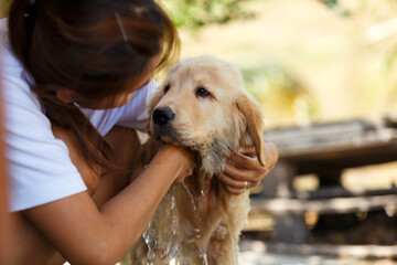 Puppy Golden retriever looking its owner between bathing.