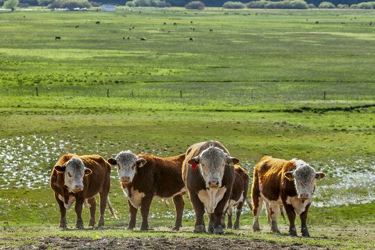 Manada de ganado Hereford en un prado patagónico.