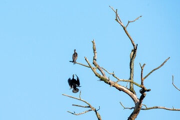 Kormoran ( Phalacrocorax carbo ), auf einem abgestorbenen Baum.