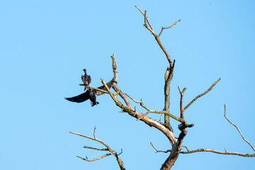 Kormoran ( Phalacrocorax carbo ), auf einem abgestorbenen Baum.