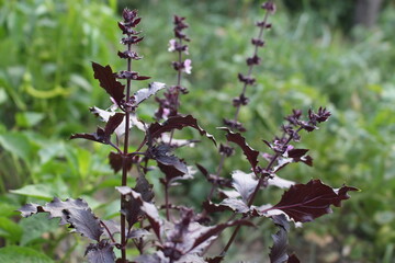 purple basil. Purple field basil with stems, leaves, flowers, seeds. Fresh herbs for spices and cooking. Sweet basil in the garden bed.