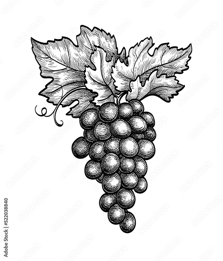 Canvas Prints ink sketch of grape bunch.