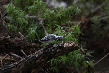 北海道にいる夏のヤマセミ