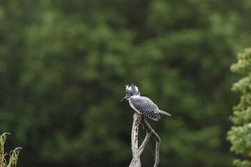 北海道にいる夏のヤマセミ